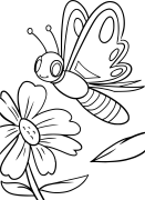 motyl Kolorowanie Online